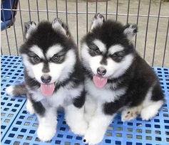 阿拉斯加最新爆料,最新爆料揭示不为人知的真相 第3张 阿拉斯加最新爆料,最新爆料揭示不为人知的真相 第3张